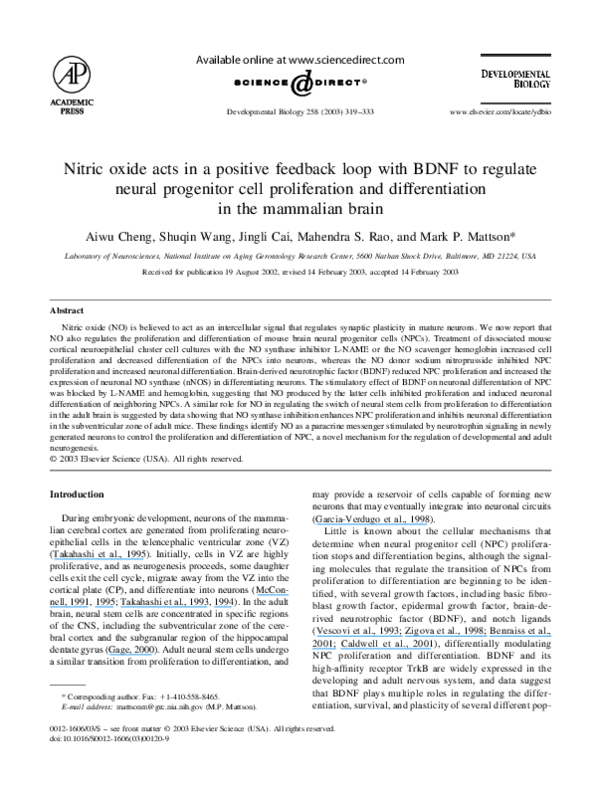 (PDF) Nitric oxide acts in a positive feedback loop with BDNF to