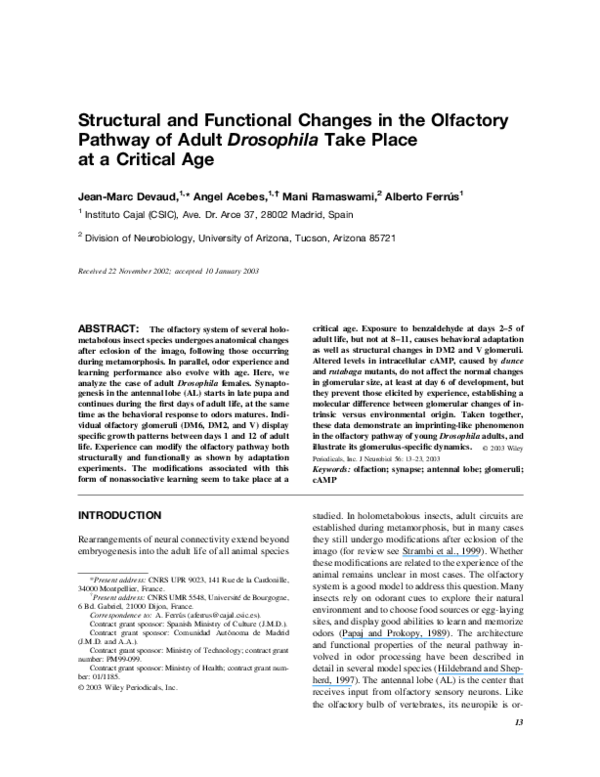 (PDF) Structural and functional changes in the olfactory pathway of ...