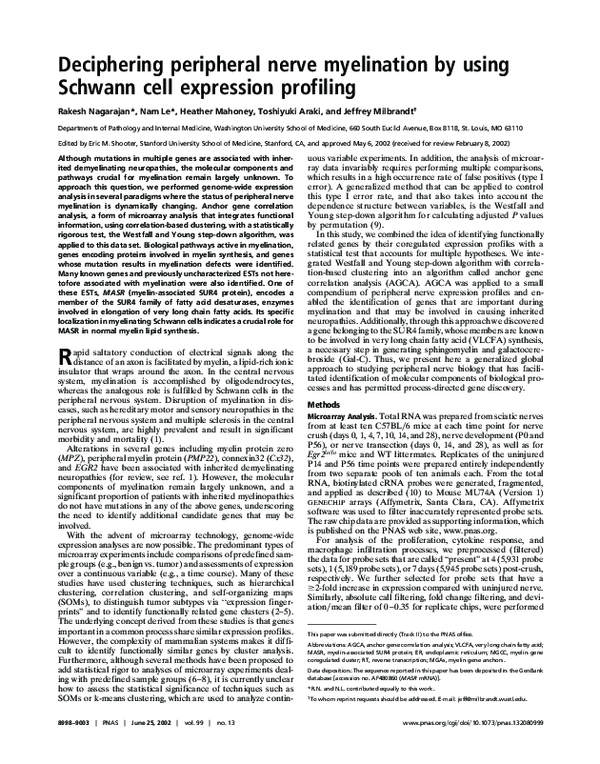 (PDF) Deciphering peripheral nerve myelination by using Schwann cell ...