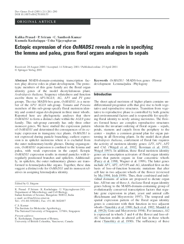 (PDF) Ectopic expression of rice OsMADS1 reveals a role in specifying ...