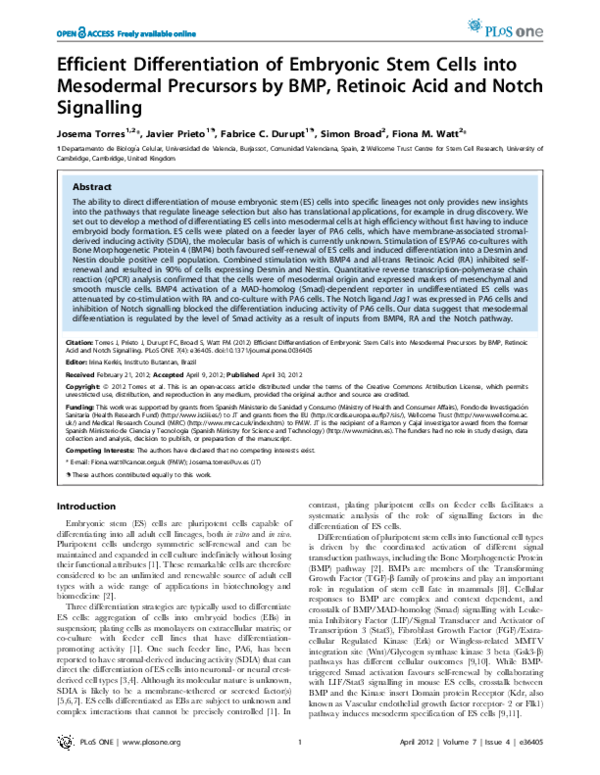 Efficient Differentiation of Embryonic Stem Cells into Mesodermal ...