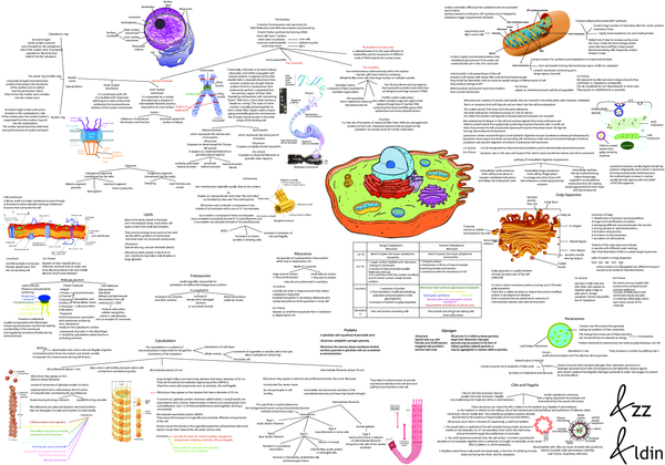 (PDF) The Cell