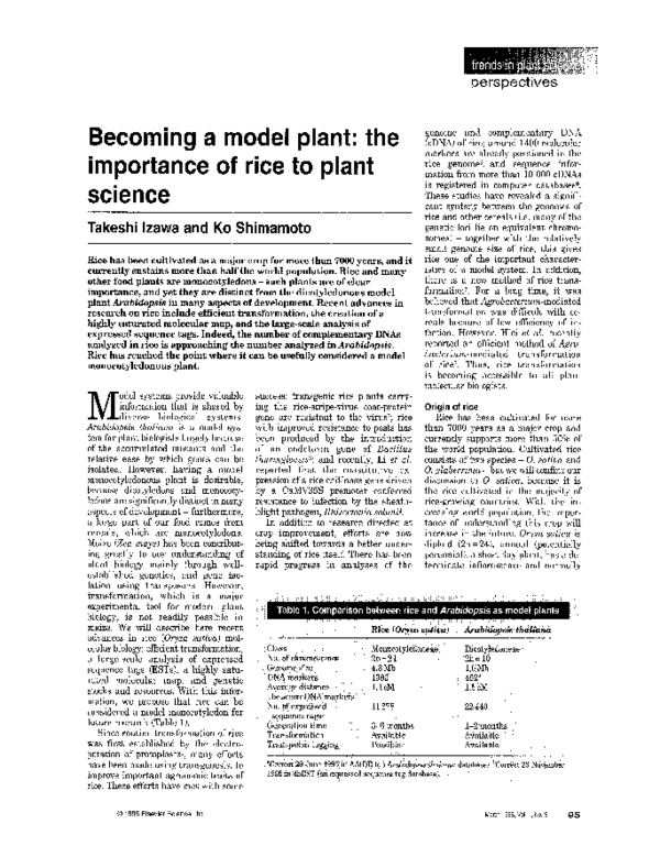 (PDF) a model plant The importance of rice to plant science