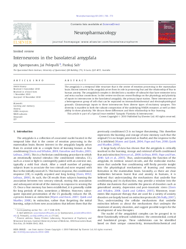 (PDF) Interneurons in the basolateral amygdala