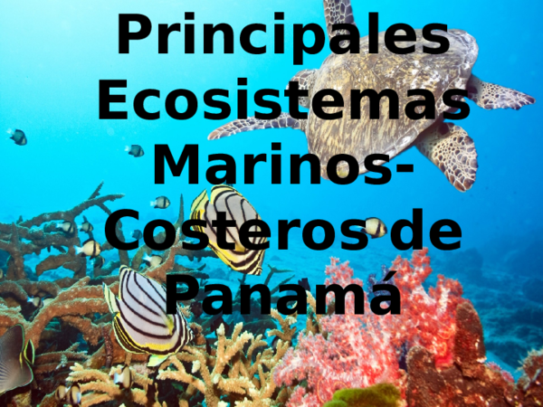 Ecosistemas marinos essay 08 picture