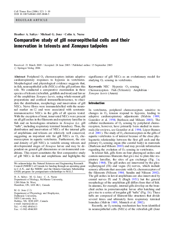 (PDF) Comparative study of gill neuroepithelial cells and their ...