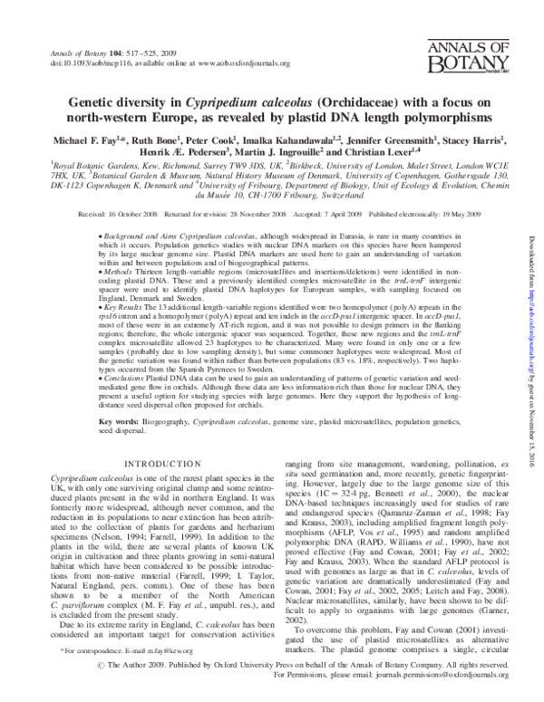 Cypripedium essay 08 image