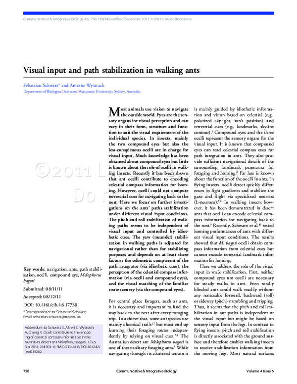 (PDF) Visual input and path stabilization in walking ants