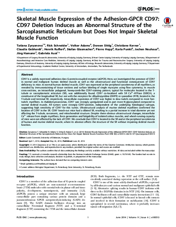 (PDF) Skeletal Muscle Expression of the Adhesion-GPCR CD97: CD97 ...