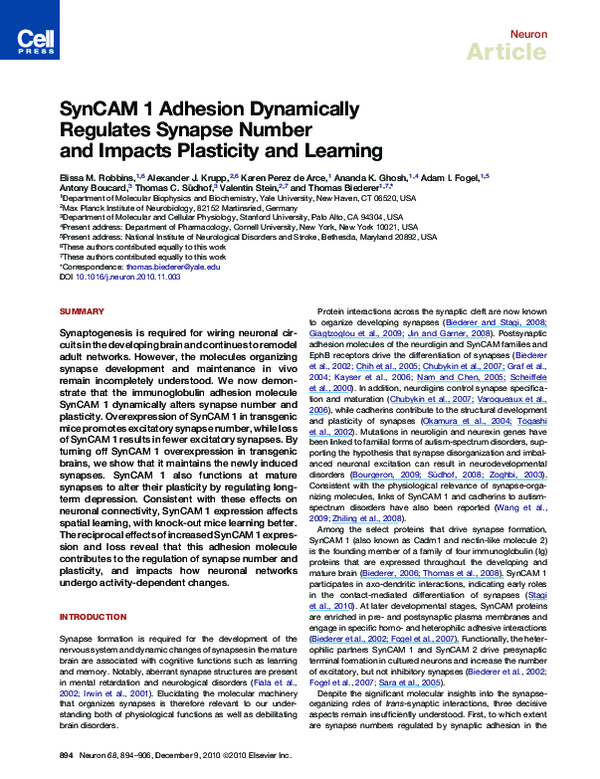 (PDF) SynCAM 1 Adhesion Dynamically Regulates Synapse Number and ...