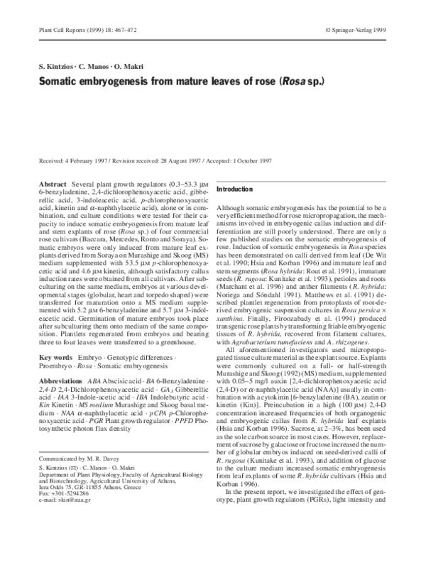 (PDF) Somatic embryogenesis from mature leaves of rose (Rosa sp.)