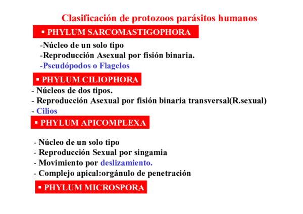 ooquiste de cryptosporidium morfologia