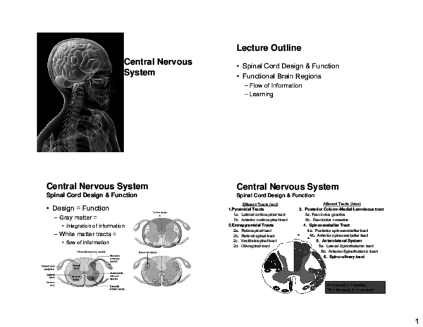 (PDF) Central Nervous System Lecture Outline Central Nervous System ...