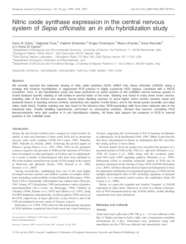 (PDF) Nitric oxide synthase expression in the central nervous system of Sepia officinalis an in