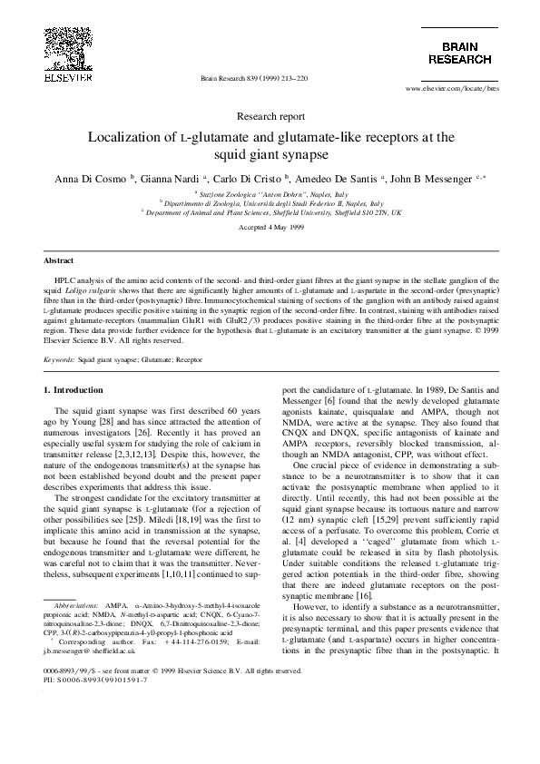Localization of l-glutamate and glutamate-like receptors at the squid giant synapse