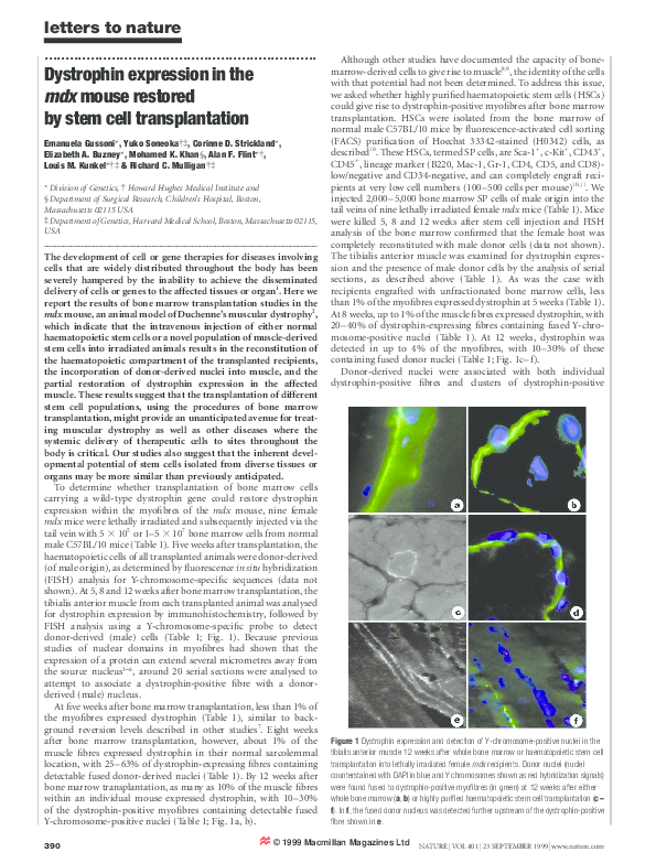 (PDF) Dystrophin expression in the mdx mouse restored by stem cell ...