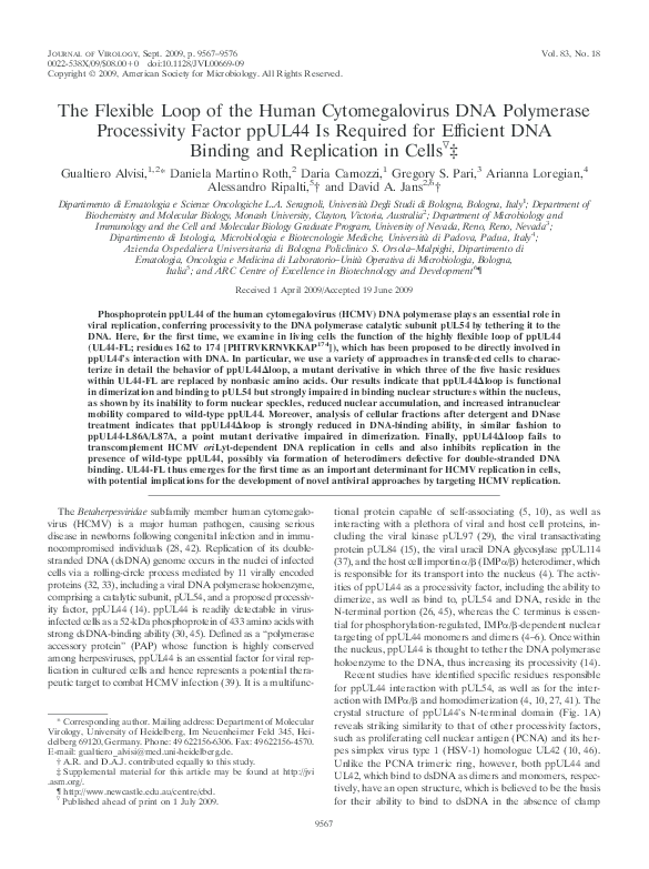 (PDF) The flexible loop of the human cytomegalovirus DNA polymerase ...
