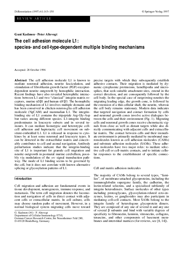 (PDF) The cell adhesion molecule L1: species- and cell-type-dependent ...