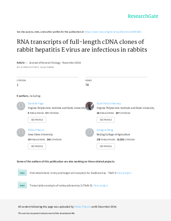(PDF) RNA transcripts of fulllength cDNA clones of rabbit hepatitis E