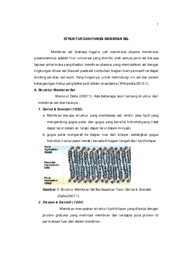 Gambarlah Struktur Komposisi Dan Fungsi Membran Sel