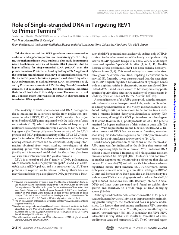 (PDF) Role of Single-stranded DNA in Targeting REV1 to Primer Termini