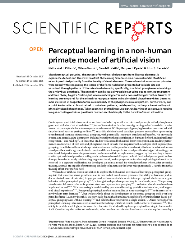 Artificial vision essay 07 image