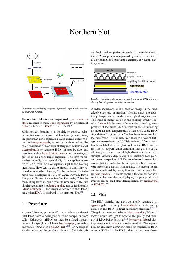 (PDF) Northern blot wiki Teuku Indra Academia.edu