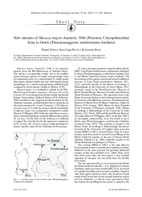 (PDF) New remains of Macaca majori Azzaroli, 1946 (Primates ...