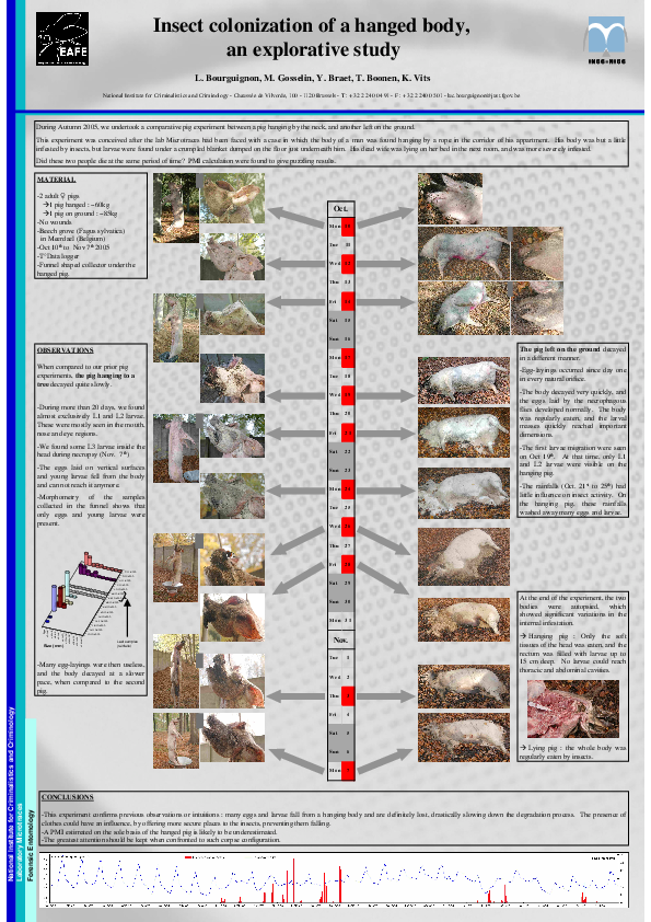(PDF) Insect colonization of a hanged body, an explorative study