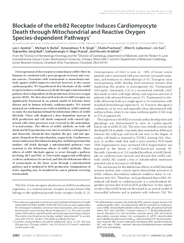 (PDF) Blockade of the erbB2 Receptor Induces Cardiomyocyte Death ...