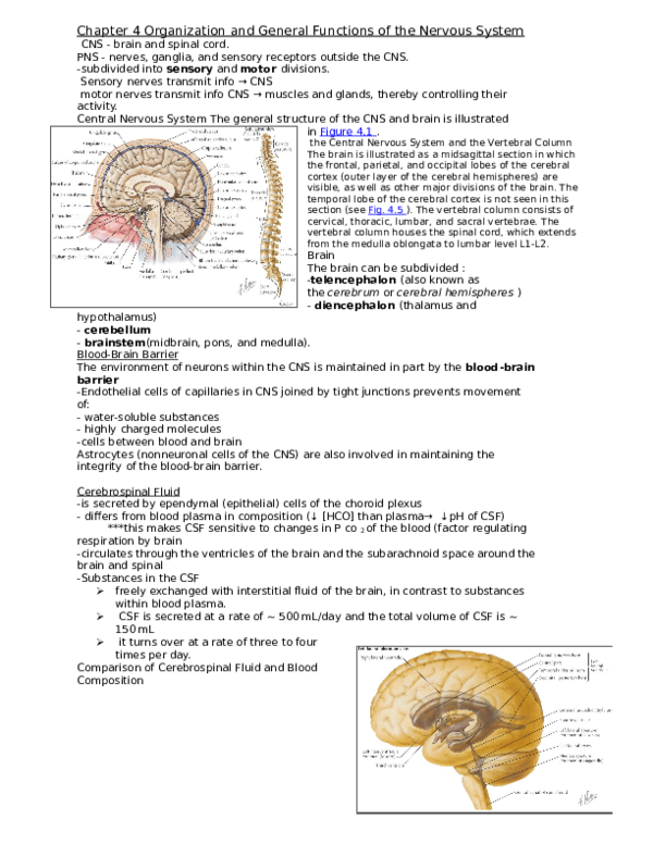 (DOC) Chapter 4 Organization and General Functions of the Nervous System