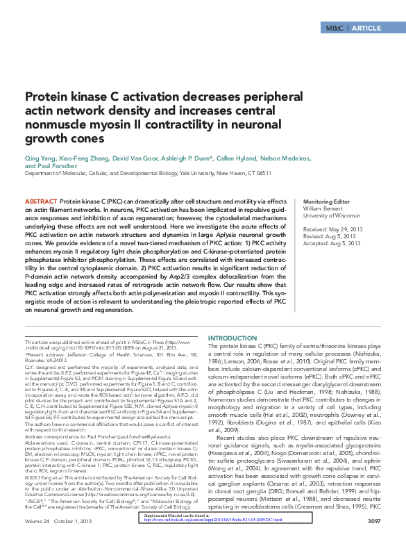 (PDF) Protein kinase C activation decreases peripheral actin network ...