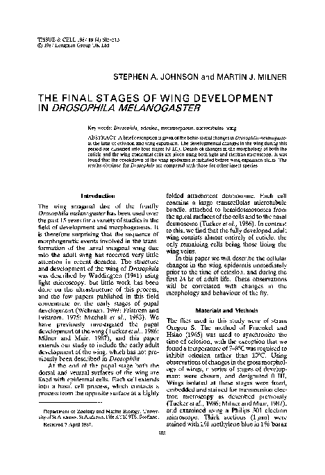 (PDF) The final stages of wing development in Drosophila melanogaster