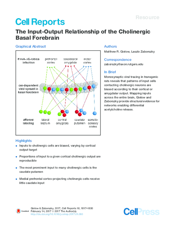 (PDF) The Input-Output Relationship of the Cholinergic Basal Forebrain