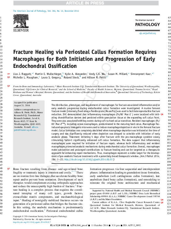 What bones are considered endochondral image