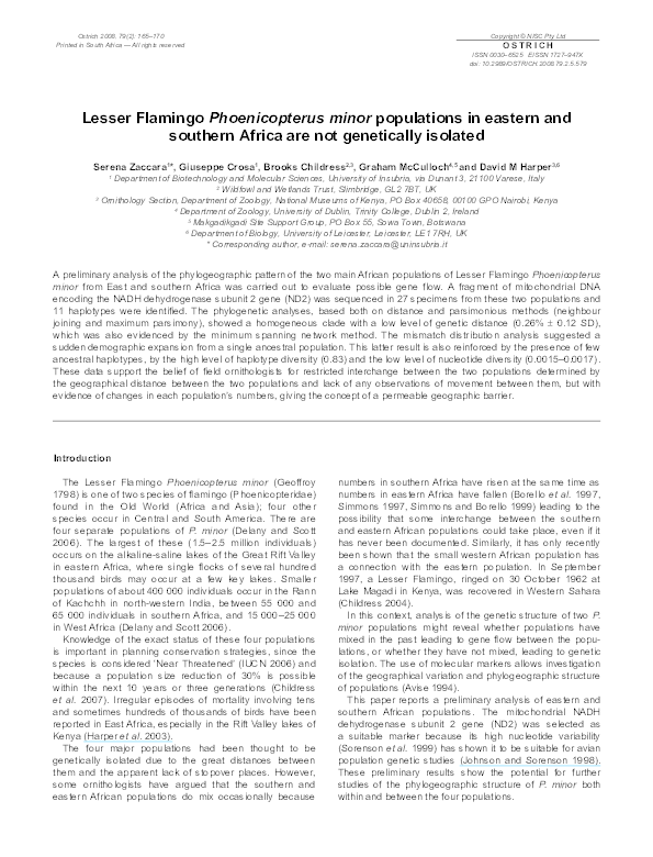 (PDF) Lesser Flamingo Phoenicopterus minor populations in eastern and ...