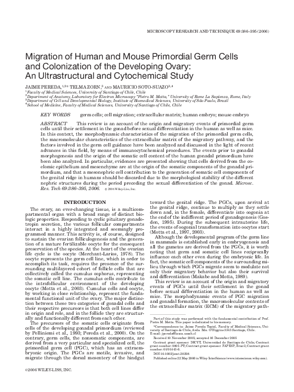(PDF) Migration of human and mouse primordial germ cells and ...