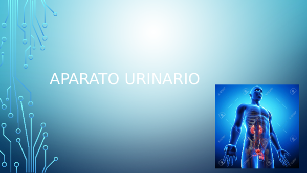es la parte de la próstata del sistema urinario.ppt