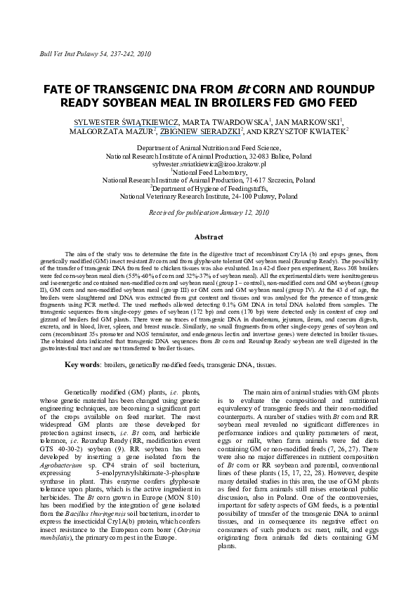 Bt corn seeds picture
