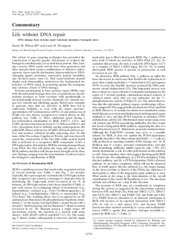 (PDF) Life without DNA repair
