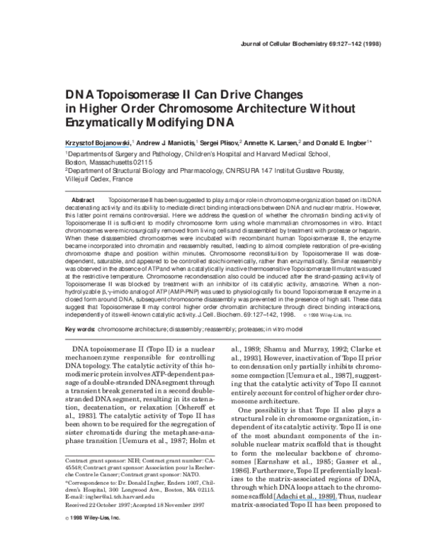 (PDF) DNA topoisomerase II can drive changes in higher order chromosome ...