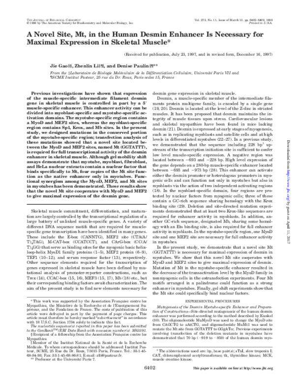 (PDF) A Novel Site, Mt, in the Human Desmin Enhancer Is Necessary for ...