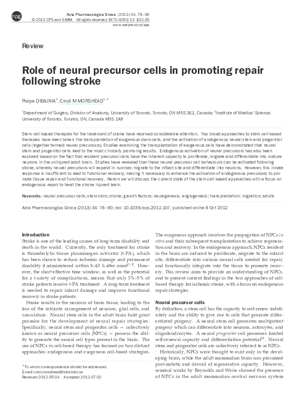 (PDF) Role of neural precursor cells in promoting repair following stroke