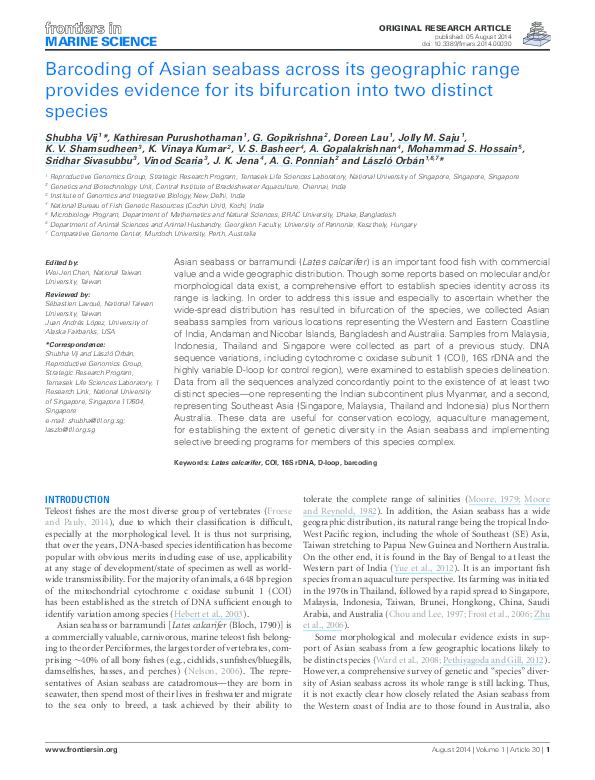 Asian seabass essay 07 image