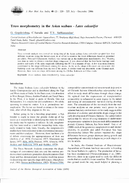 What is sea bass picture