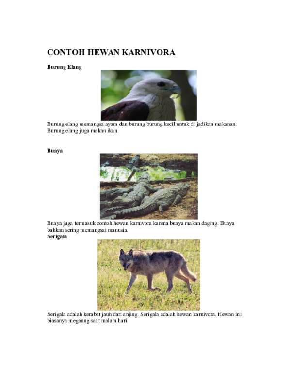 8100 Koleksi Gambar Hewan Yang Termasuk Karnivora HD Terbaik