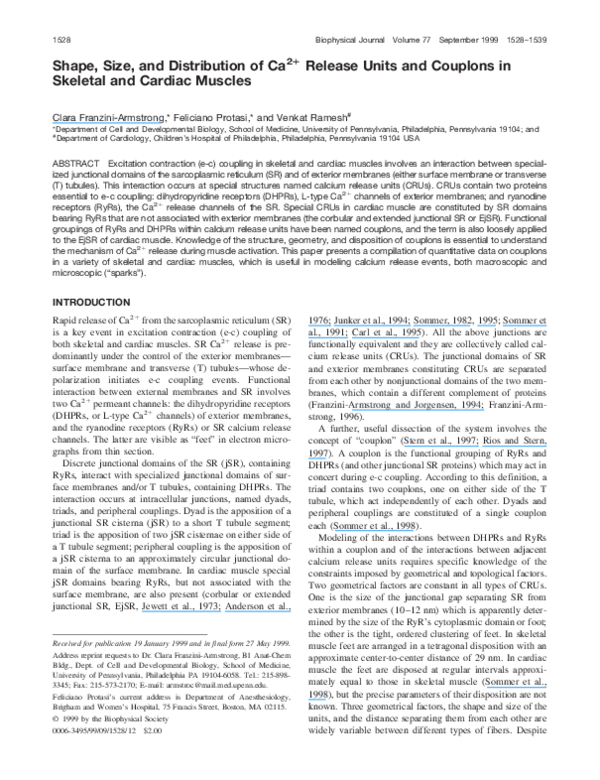 Is cardiac muscle striated image