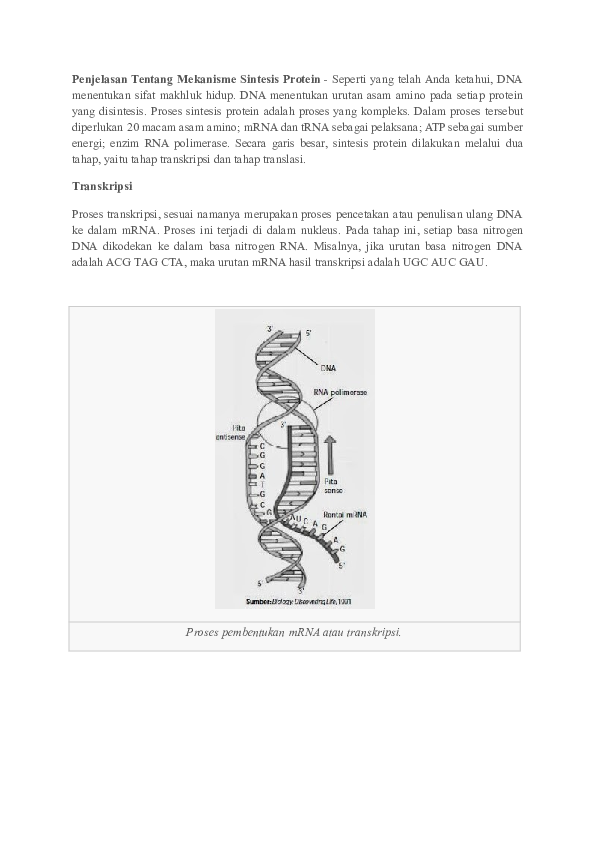 (DOC) Penjelasan Tentang Mekanisme Sintesis Protein