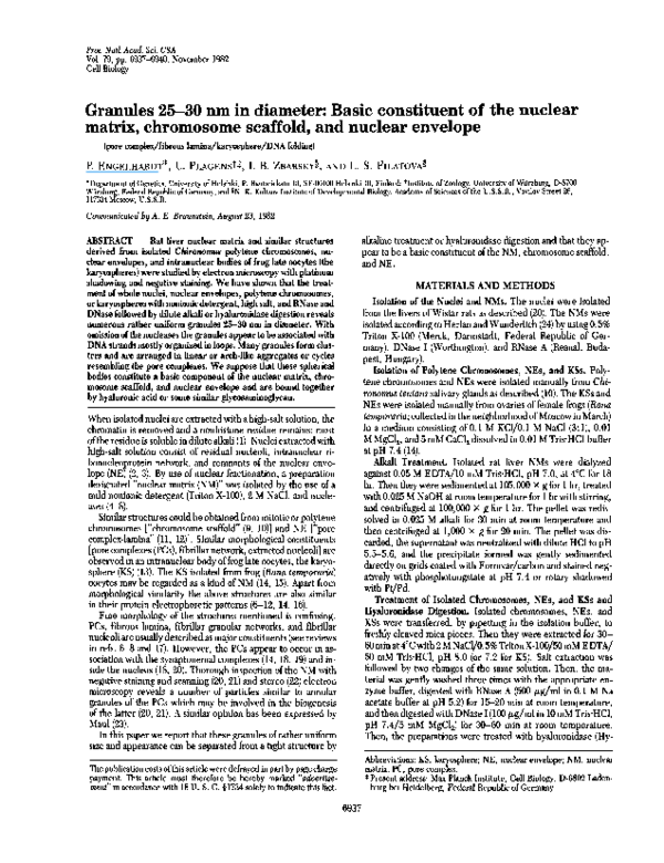 (PDF) Granules 25-30 nm in diameter: basic constituent of the nuclear ...