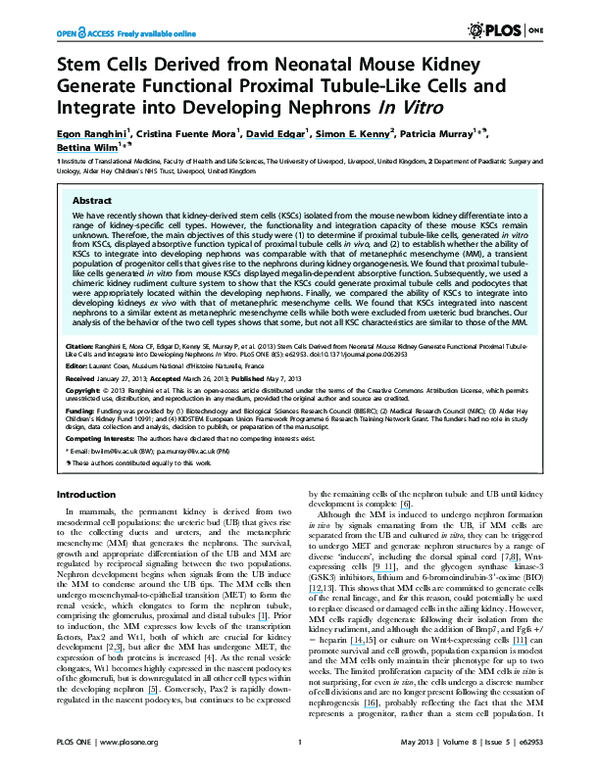 (PDF) Stem Cells Derived from Neonatal Mouse Kidney Generate Functional ...